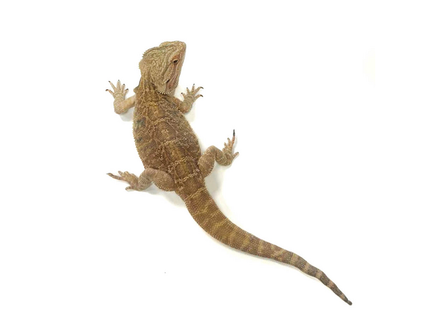 Агама Бородатая XXL Блинчик